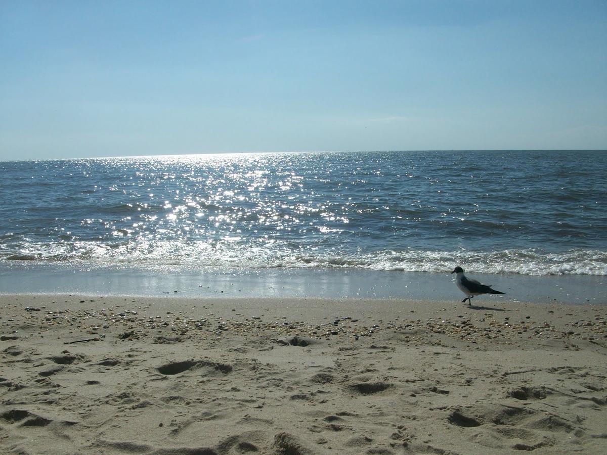 Boardwalk Beach Inn Point Pleasant Beach Exteriér fotografie